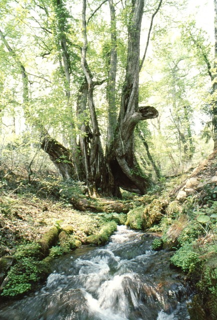 小川の側に木々が集まっている写真