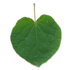 水滴のついた葉っぱの写真