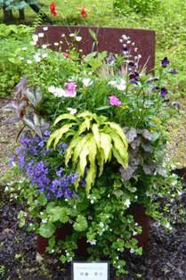 紫色や赤紫色、ピンク色をした花々が一か所に集められている写真