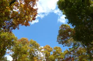 紅葉が始まっている木々の合間から青空が見えている写真