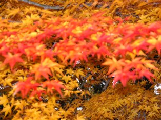 赤色や黄金色に紅葉した木々の写真