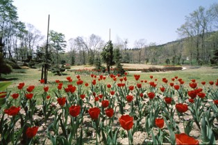 赤いチューリップが1箇所に集まって咲いている写真