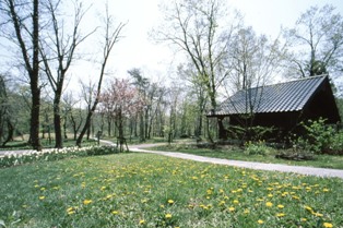 小道の周りに黄色い花や三角屋根の建物がある写真