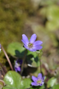 青紫色をした小さい花が咲いている写真