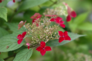 深い赤色をした花が集まって咲いている写真