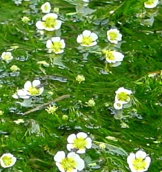 黄色の雄蕊や雌蕊をした白い花が集まって咲いている写真