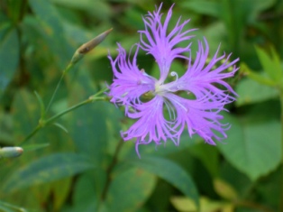 先が分かれている紫色の花が咲いている写真