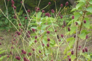 枝に紫色の実が大量についている写真