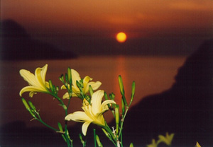 奥に見える水面近くの太陽と手前にある黄色い花の写真