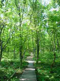 森林の中に敷かれた遊歩道の写真