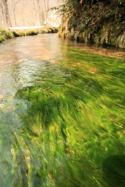 水底が見える小川の写真