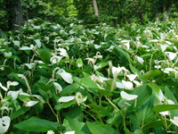 白い花びらを付けた花がたくさんある写真