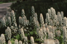 白い房の形をした花がたくさんある写真