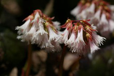 下向きに咲いている白い花が集まっている写真