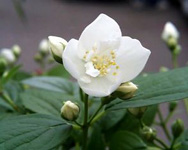 1つの茎からつぼみと花が伸びている写真