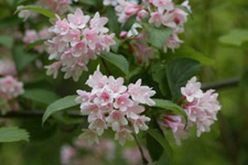 淡いピンク色をした花が集まっている写真