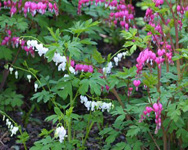 白と紫色をした花が咲いている写真