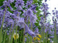 青紫色をした花が下向きに咲いている写真