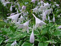 暗い白色をした花が下向きに咲いている写真