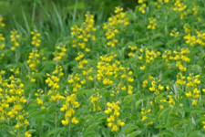 黄色の花が一面に咲いている写真