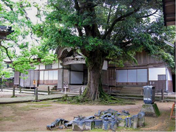 木造和風の建物の前側に木が生えている写真