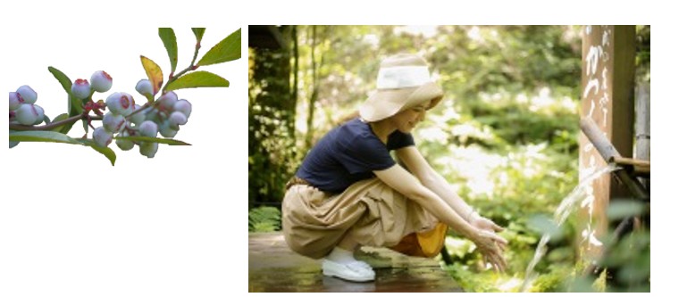 木の枝に白い蕾が複数付いている写真、女性が文字の書かれた木看板の前でしゃがんでいる写真の2枚が並んでいる写真