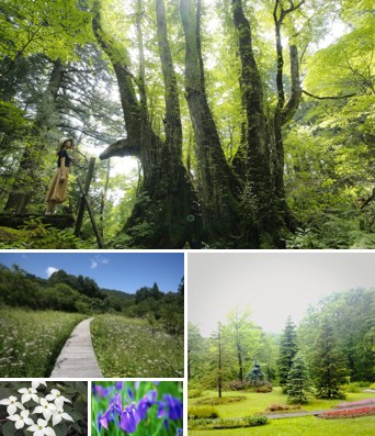 森の中に太くて大きい木々が連なっている写真、植物が生い茂った中に小道が続いている写真、4つの花びらを持つ白い花の写真、紫色の花が垂れ下がって咲いている写真、手入れされた植木がされている園内の写真の5枚が並んでいる写真