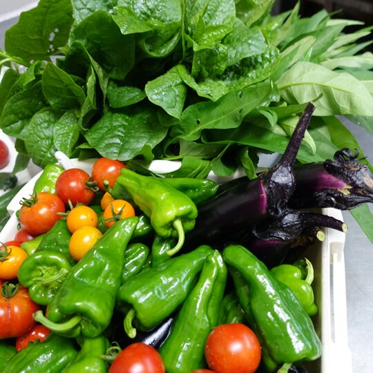 ピーマンやナスなどの野菜がたくさん集まっている写真