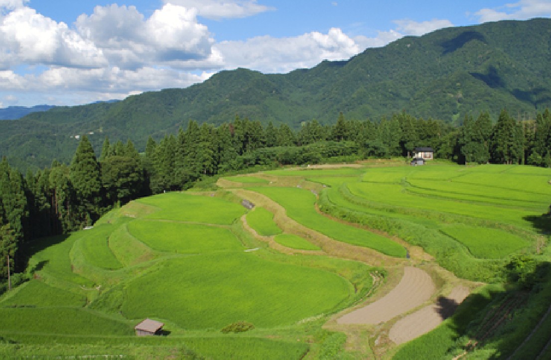 段々上の棚田になっている高原の写真