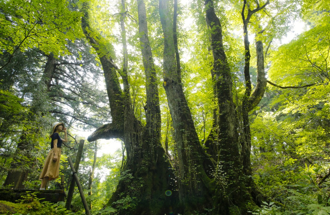 複数の木が集まっている近くに女性が立っている写真