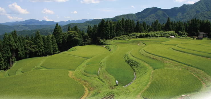 奥に山が見える青々とした棚田の写真