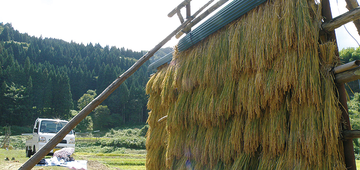刈り取られた稲が干されている写真
