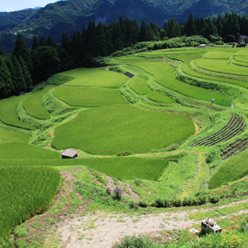 青々とした稲が植わった棚田の写真