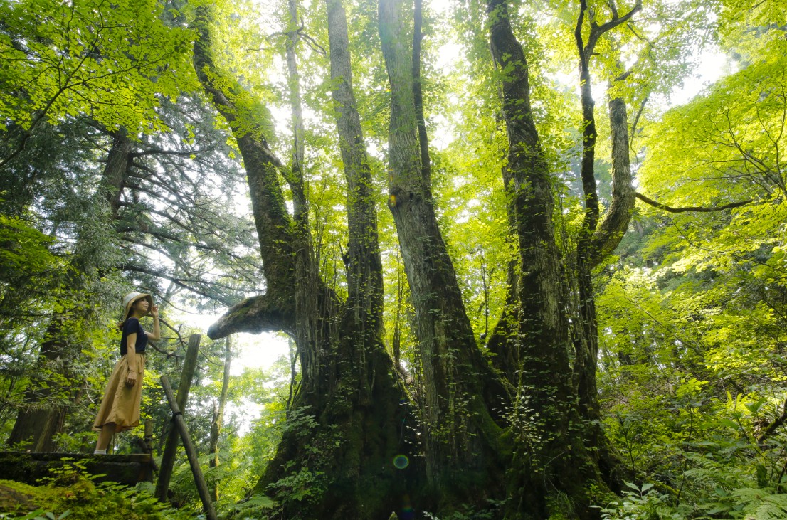 日差しの降り注ぐ森に立つ女性の写真