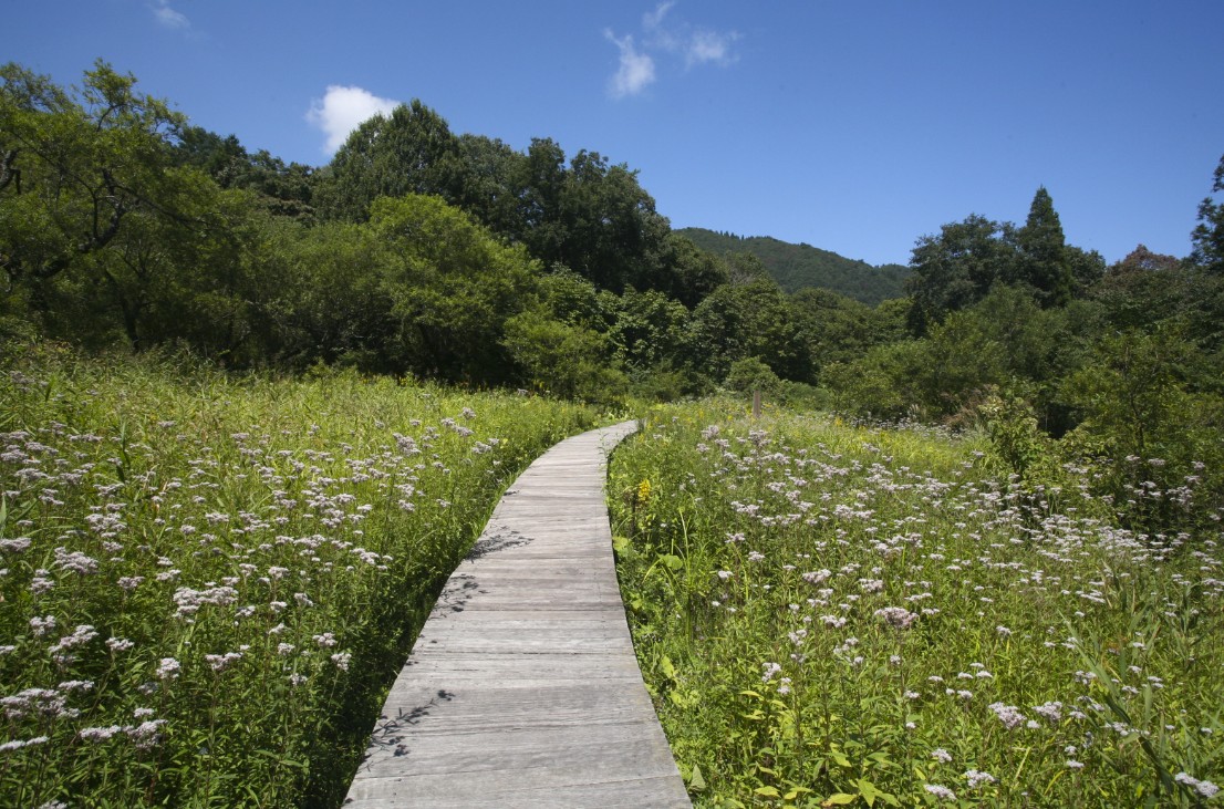 草花の咲く高原に設置された遊歩道の写真