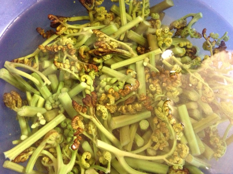 先端に房のある山菜が集められている写真