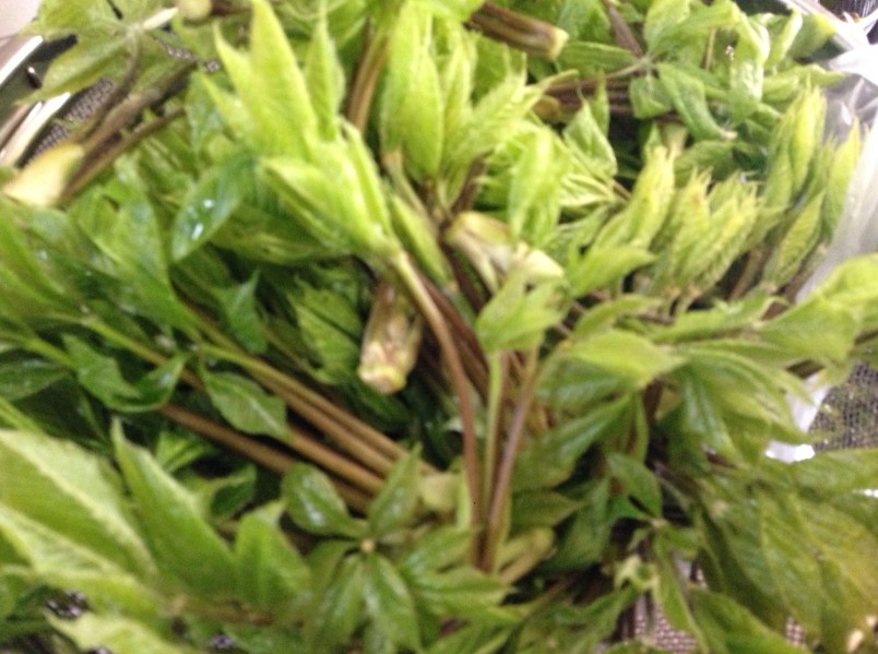 茎のついた葉が積み重なっている写真