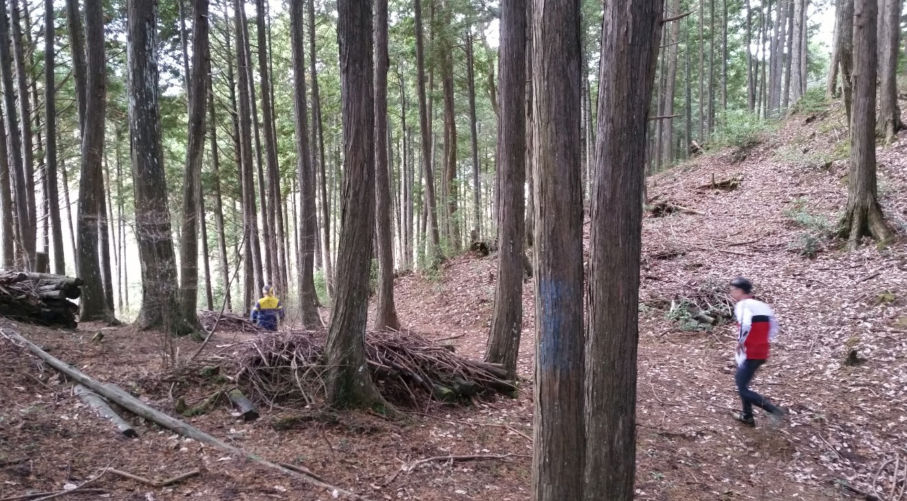 山の中を走るランナーの写真