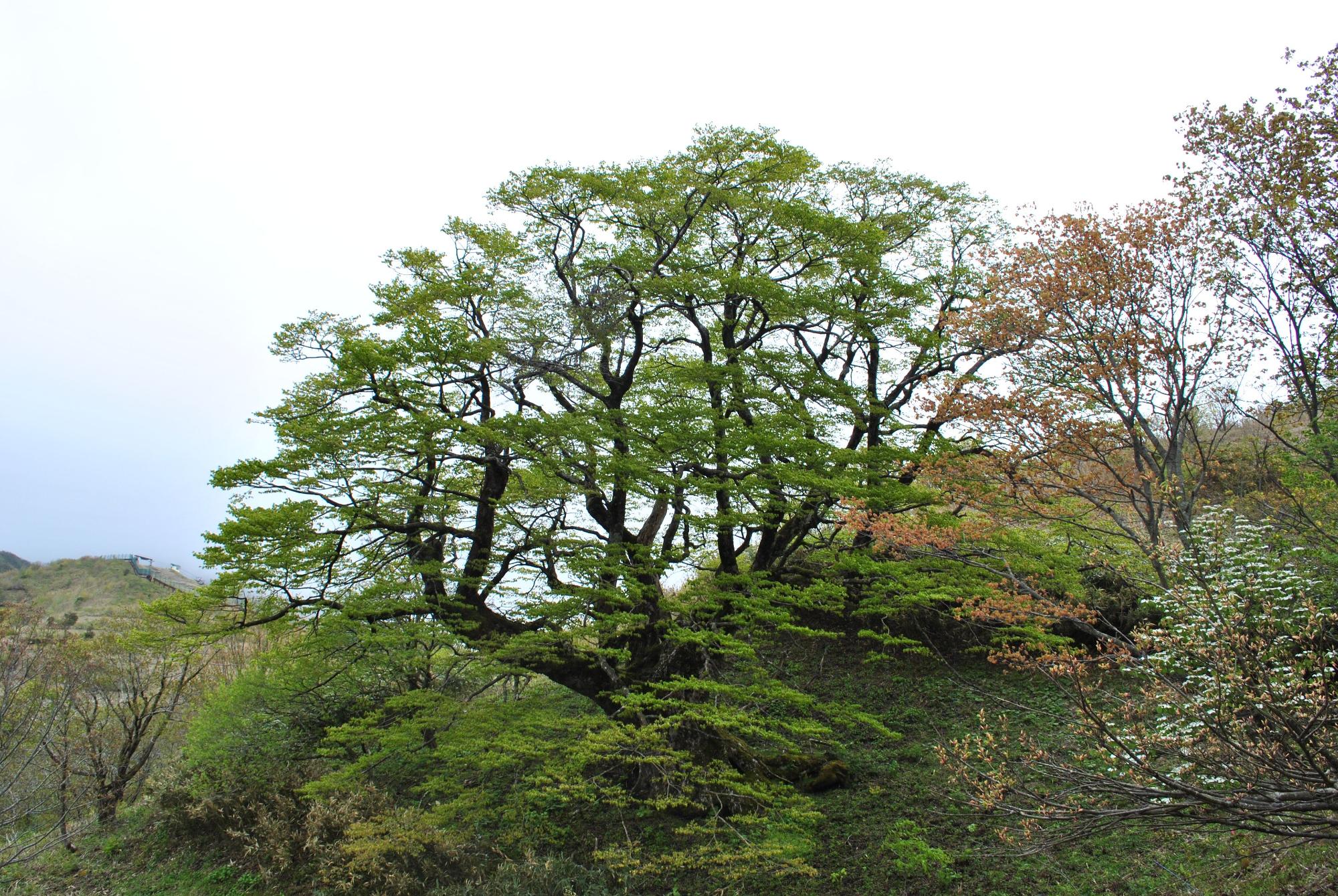 緑色の葉をつけた木や赤茶色の葉をつけた木が並んでいる写真