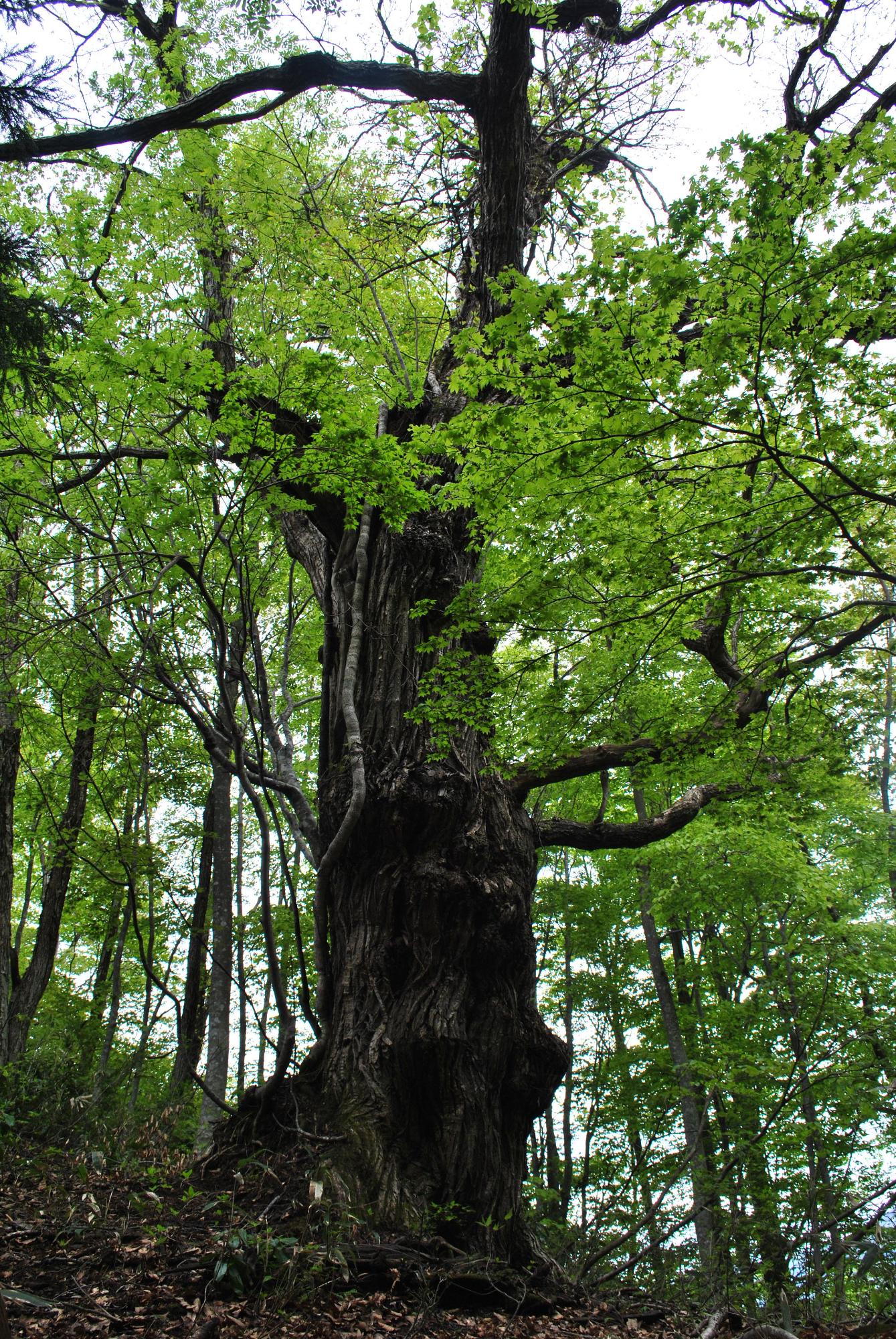 真っ直ぐ立つ細い木々の林の中で、一際大きくて太い幹を直立させ黄緑の葉を茂らせる大木の写真