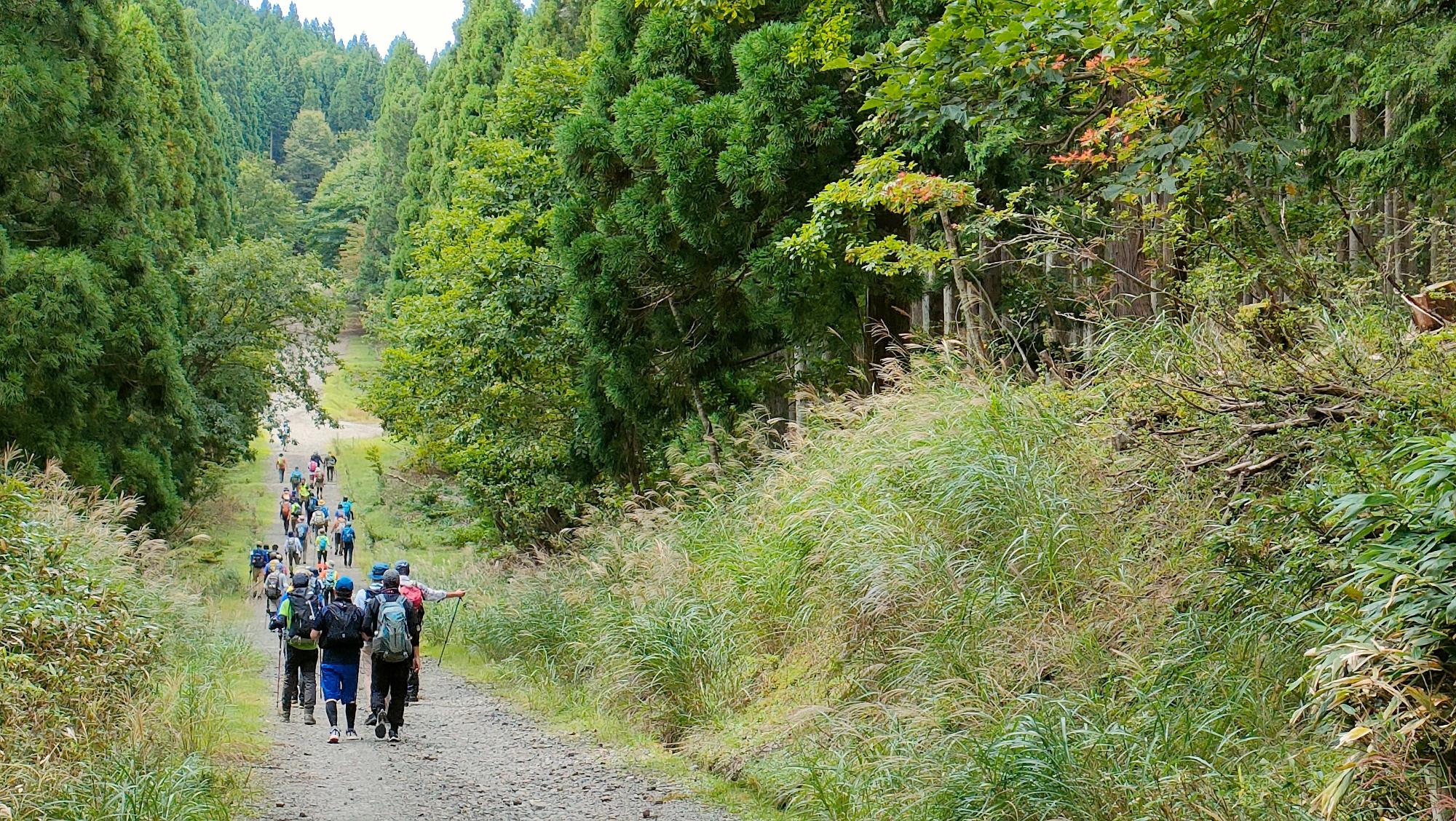 木々の間の真っ直ぐ続く道を歩いている登山客の写真