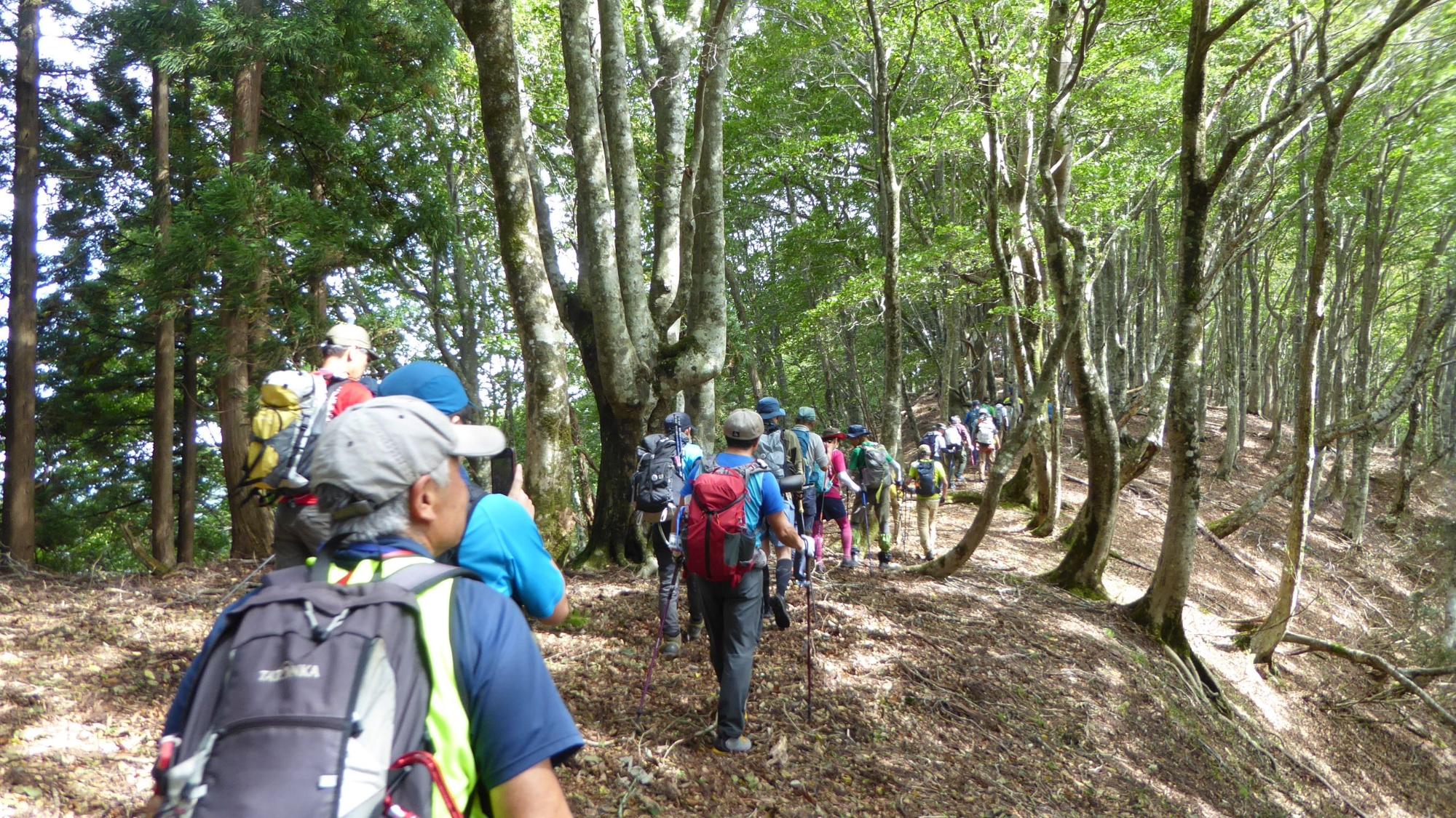 木漏れ日が射している山道を歩いている登山客の写真