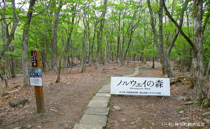 森の中の石の道の横に置かれた「ノルウェイの森」と書かれた看板の写真