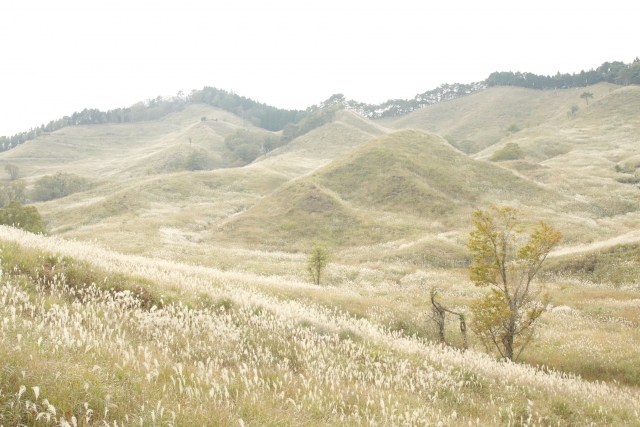 少し色づいた草やススキの生えた丘の写真