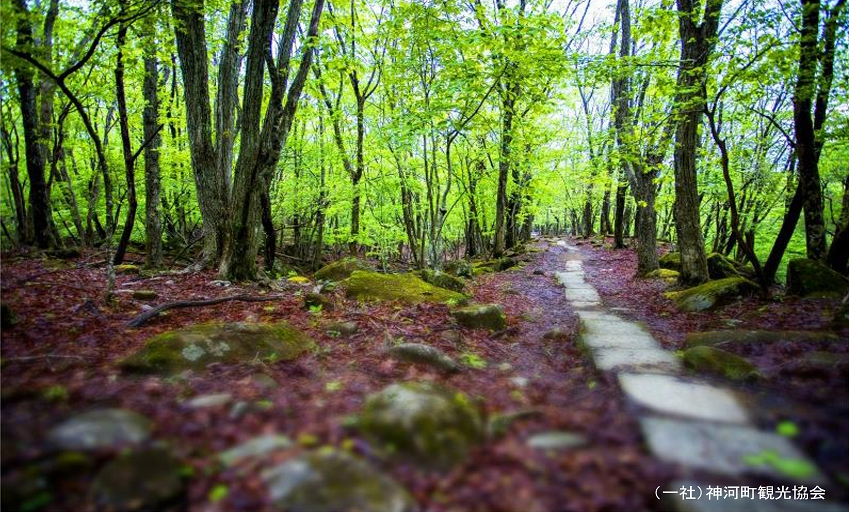 森の中の石の道を低い位置から撮影した写真