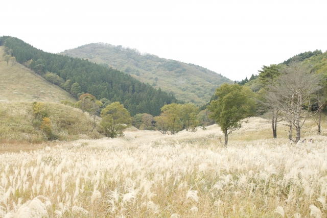 山の手前に広がるススキの草原の写真