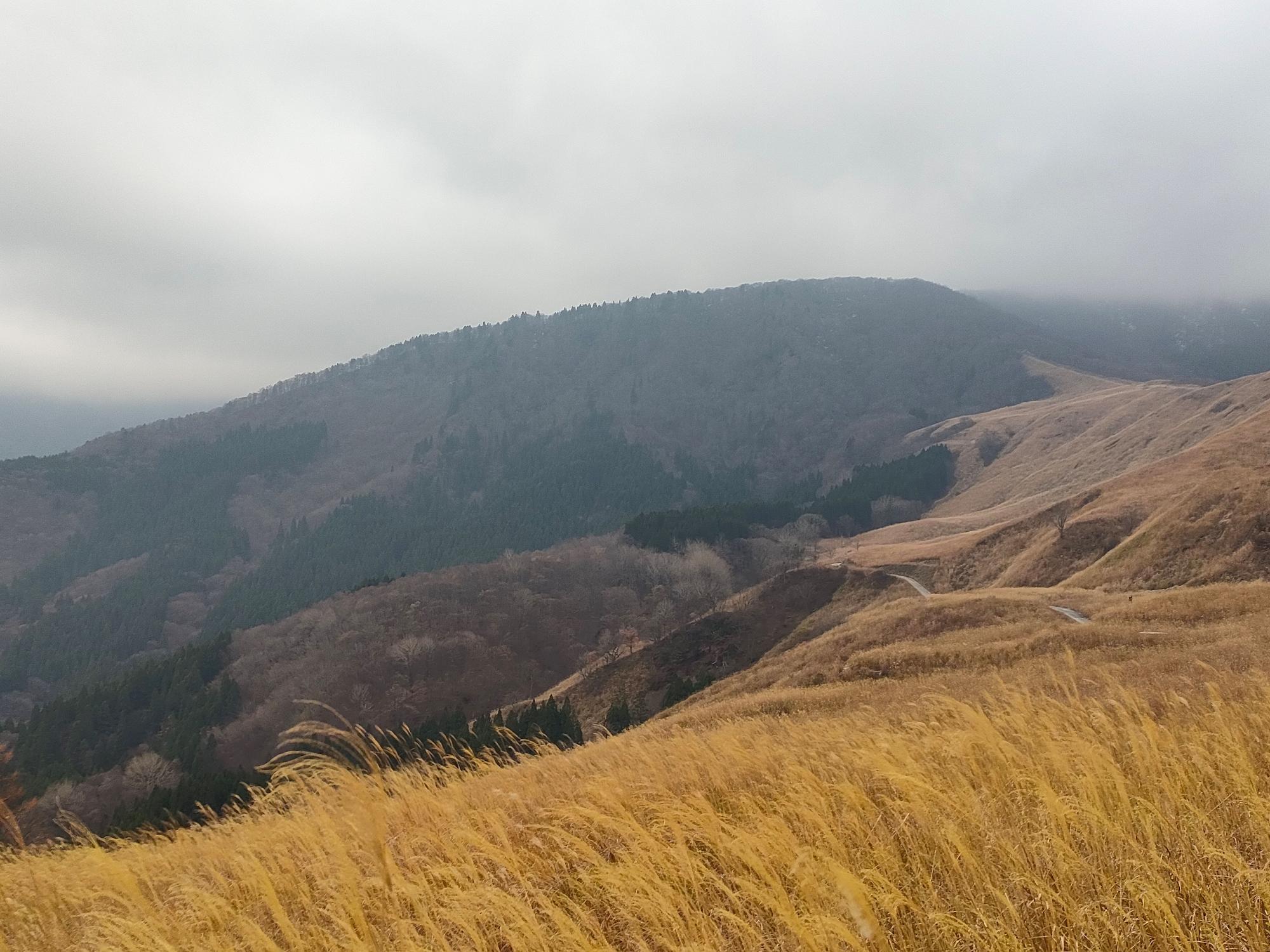 色褪せた山に生える黄色くなった草の写真