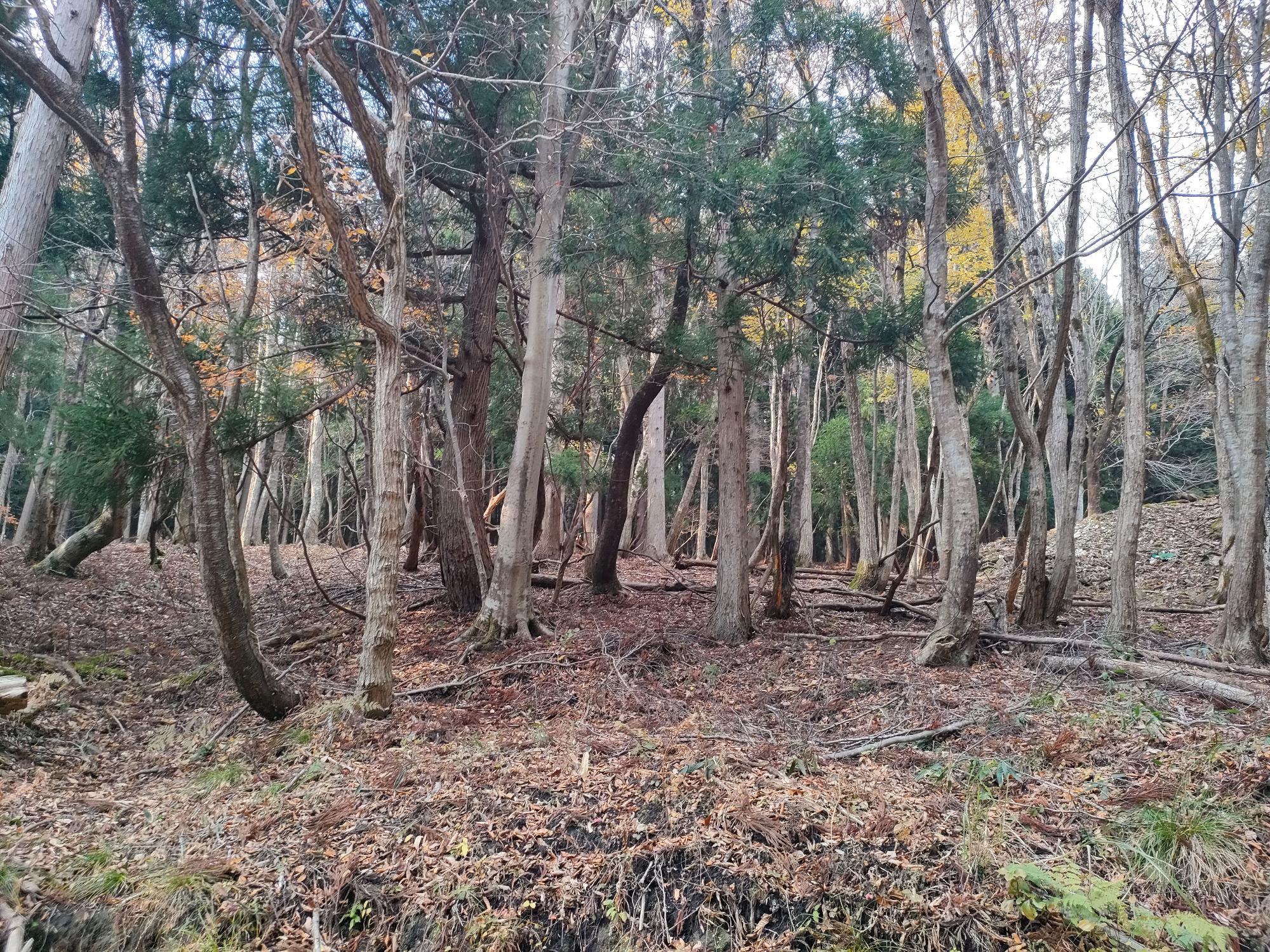 針葉樹と葉を落とした広葉樹の生えた森の写真