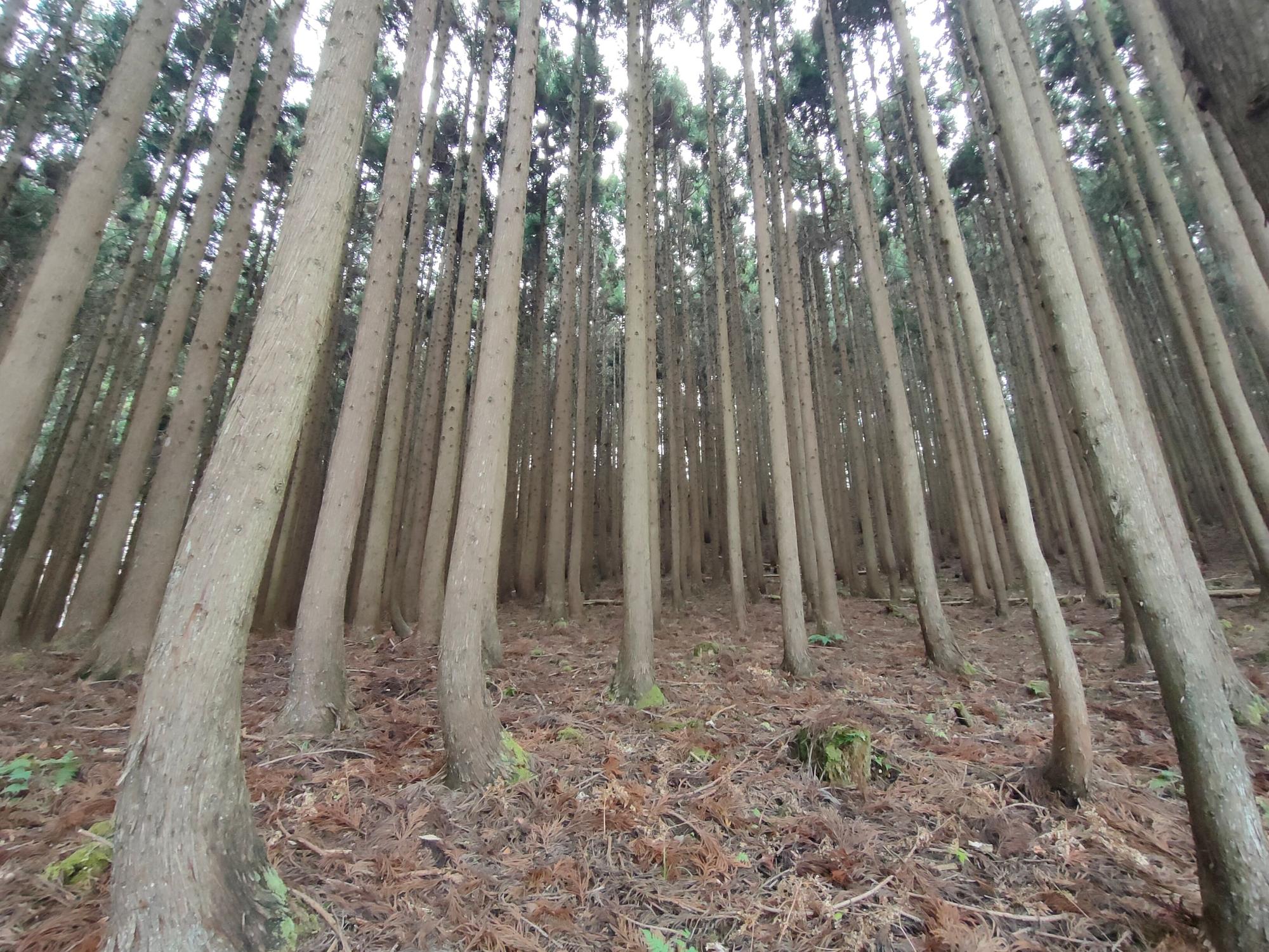 一直線に高く伸びたたくさんの木々の写真