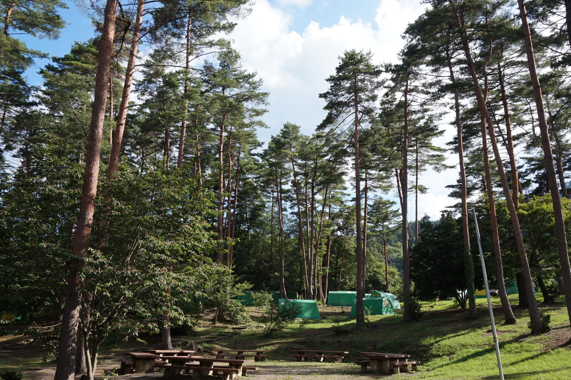 木々が茂っている中にベンチとテーブルがある写真